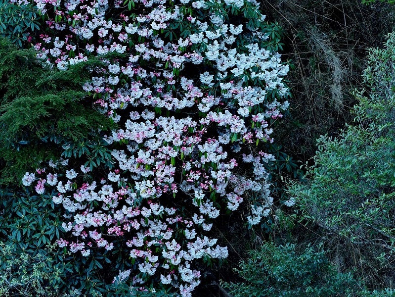 Tataka area of Yushan National Park