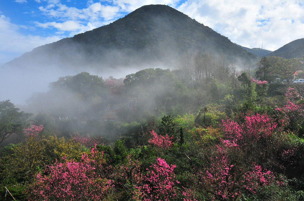 坐看霧起時的繽紛陽明山