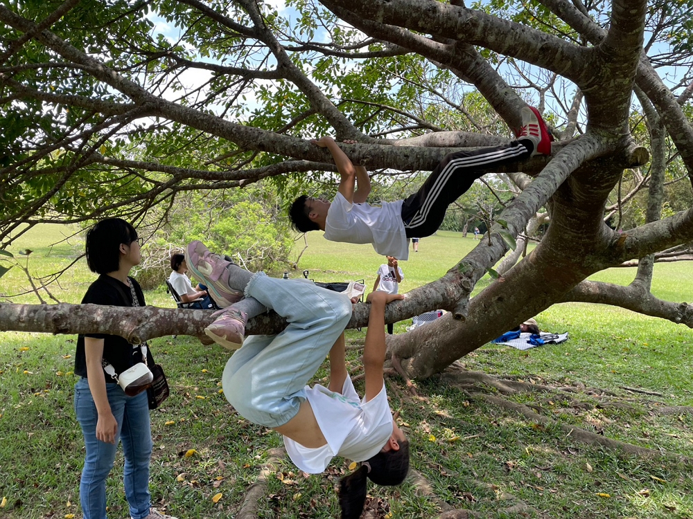 單純擁抱自然的攀樹活動