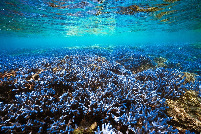 Applications Required for Diving Activities at South Penghu Marine National Park