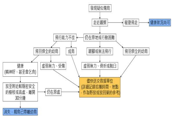 鳥類救援SOP。圖片來源:野生動物急救站