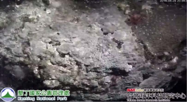 珊瑚產卵線上直播影像截圖，圖為4月28日拍攝，珊瑚產卵