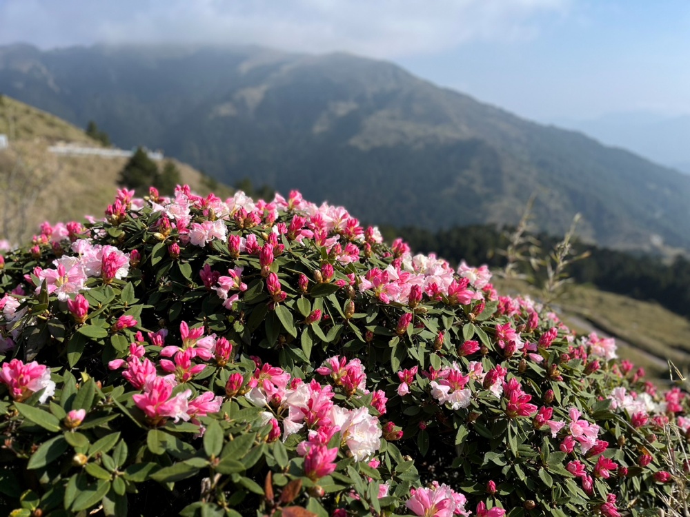 合歡群峰花況(太管處資料照片)