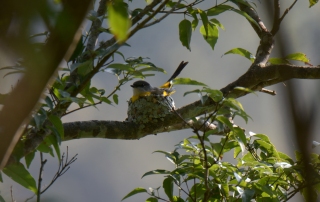 灰喉山椒鳥雌鳥坐巢孵蛋
