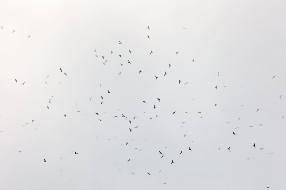 Chinese Sparrowhawks