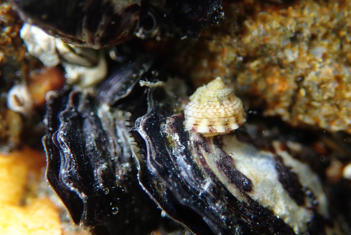 Newly Recorded Species in Taiwan-Peasiella tantilla