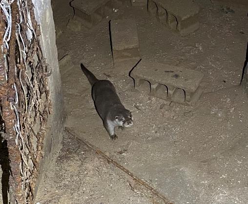 咕力岸發現水獺蹤跡