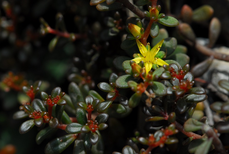 Taroko sedum (Sedum tarokoense H.W.Lin & J.C.Wang)