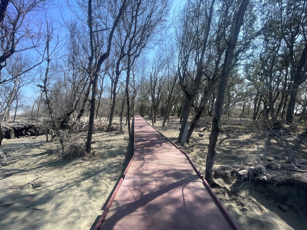 新設FRP林間步道 (西側中段)