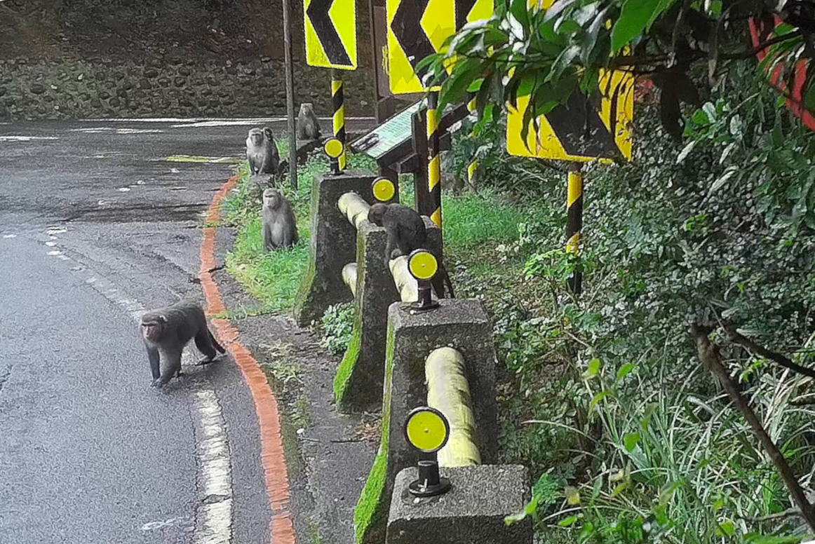 臺灣獼猴群聚於陽金公路旁等待民眾餵食