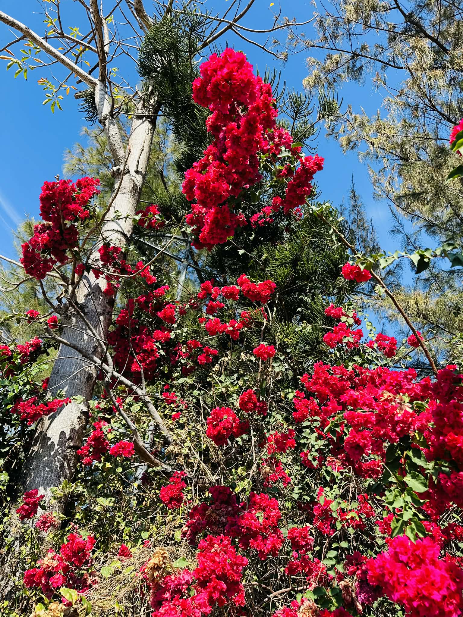艷紅的九重葛瀑布般垂落，迎風搖曳