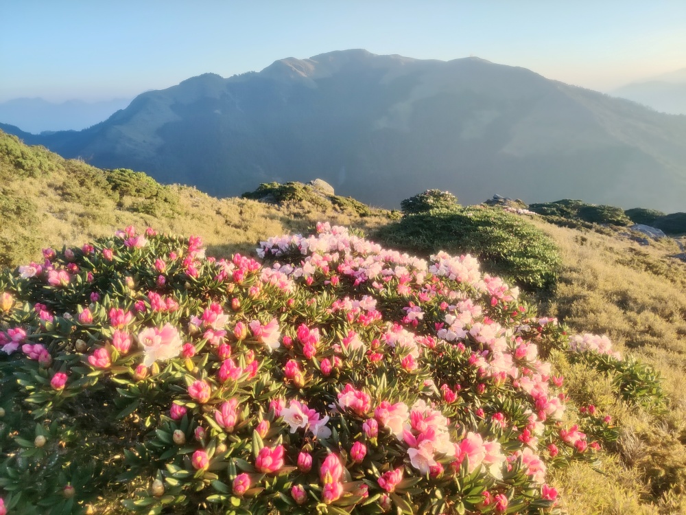 台14甲線33.1K花況(太管處資料照片)
