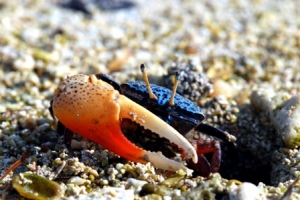 The brightly colored Uca tetragonon has the most  advantage in Dongsha due to its large population.