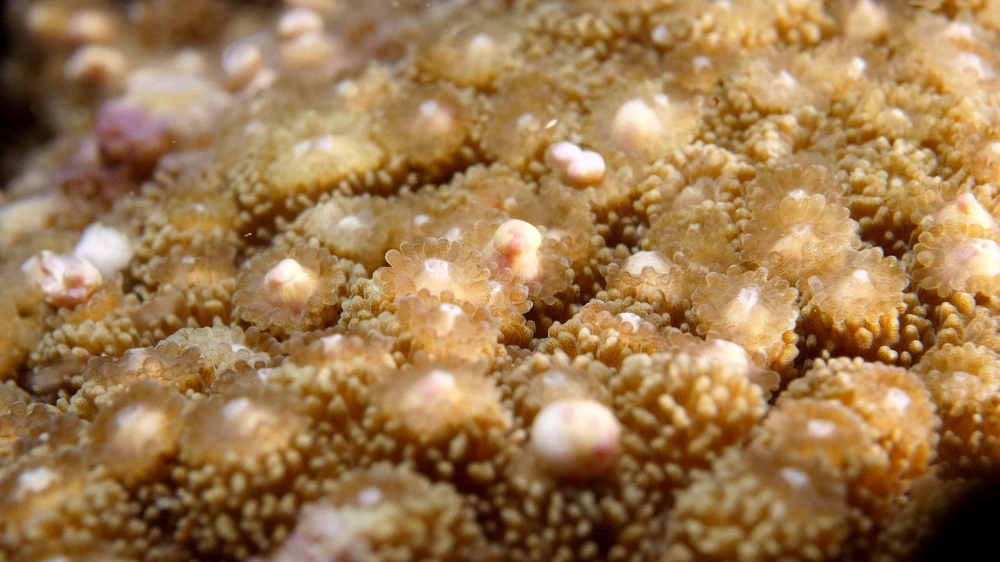 星孔珊瑚產卵/國立海洋生物博物館提供