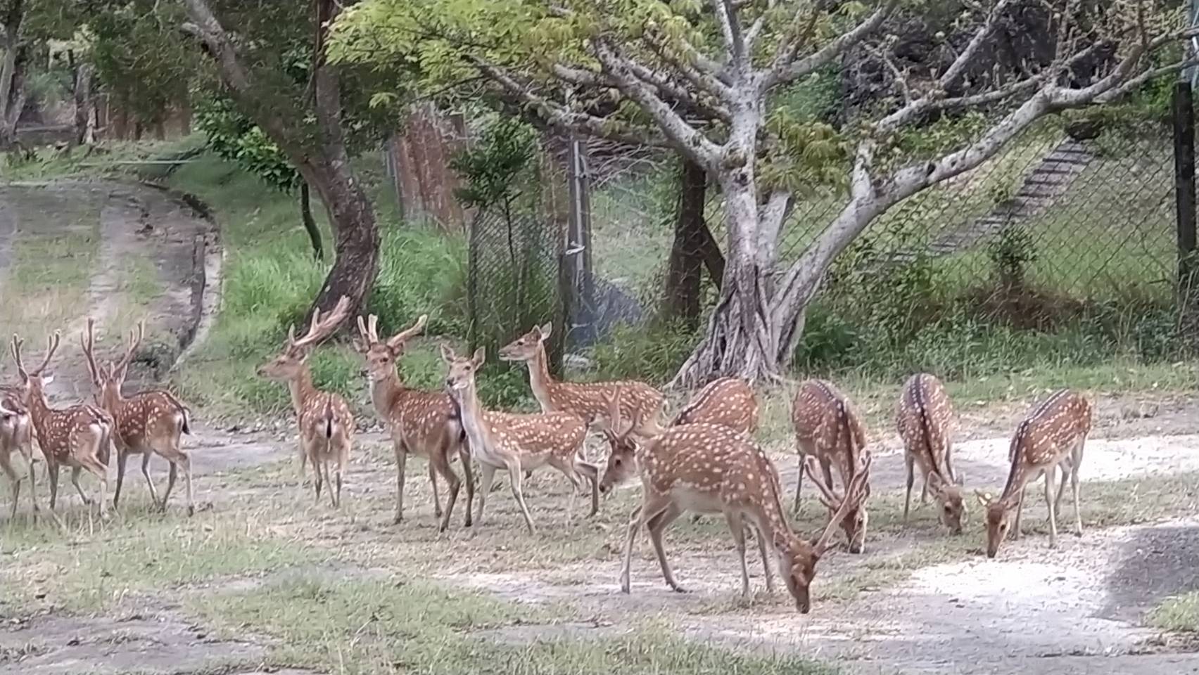梅花鹿復育區內之台灣梅花鹿