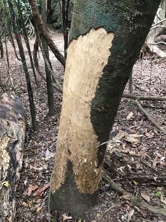 梅花鹿啃食樹皮的行為,造成樹木環狀剝皮後死亡