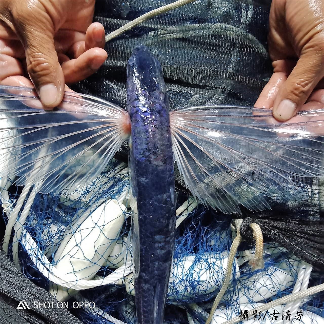 白鰭飛魚