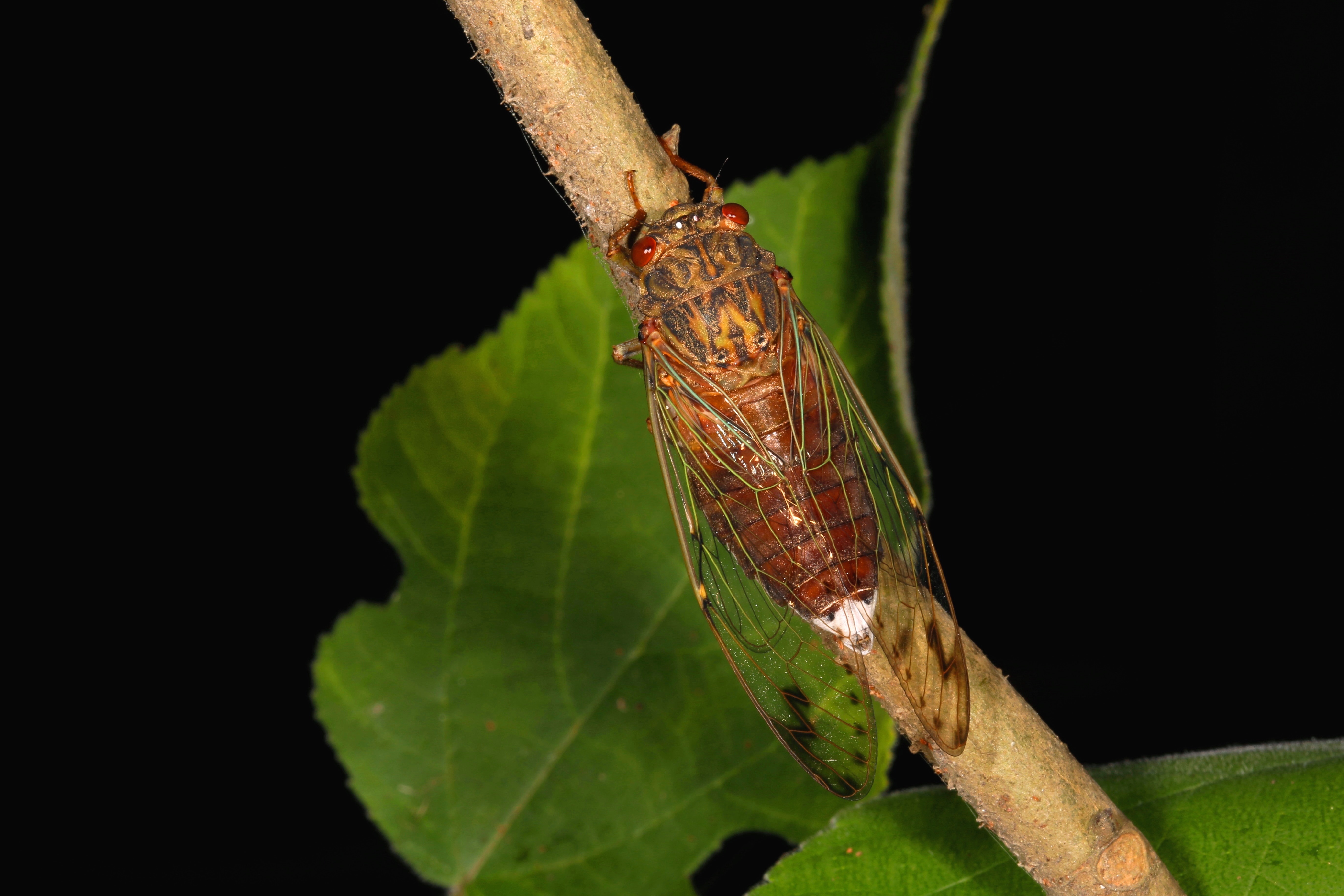 Taiwan Twilight Cicada