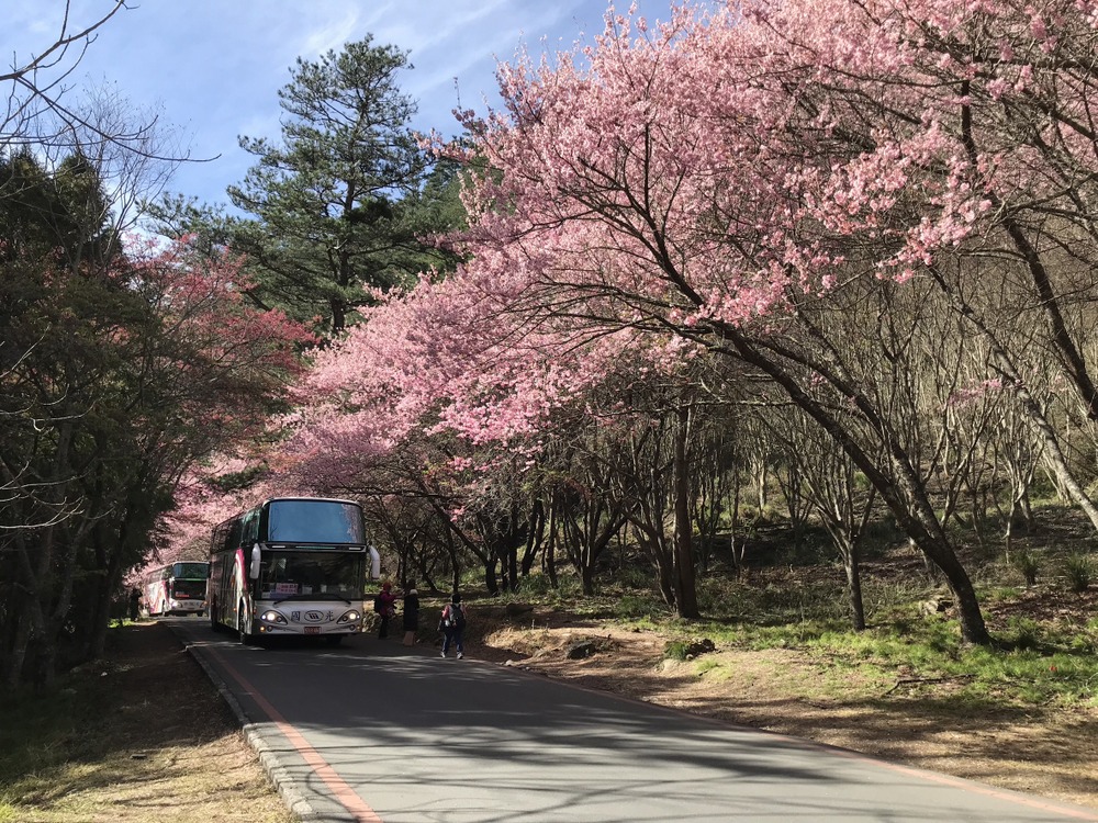 112年武陵櫻花季照片(112年2月拍攝)/雪管處提供