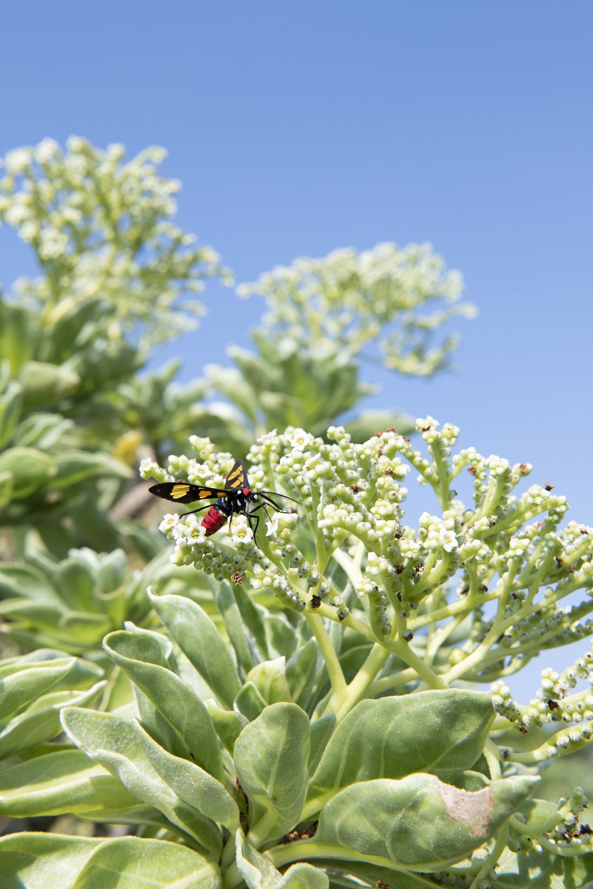 Euchromia elegantissima formosana Butler