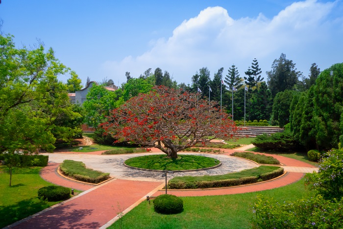 金門國家公園行政中心前刺桐盛開 嫣紅豔麗