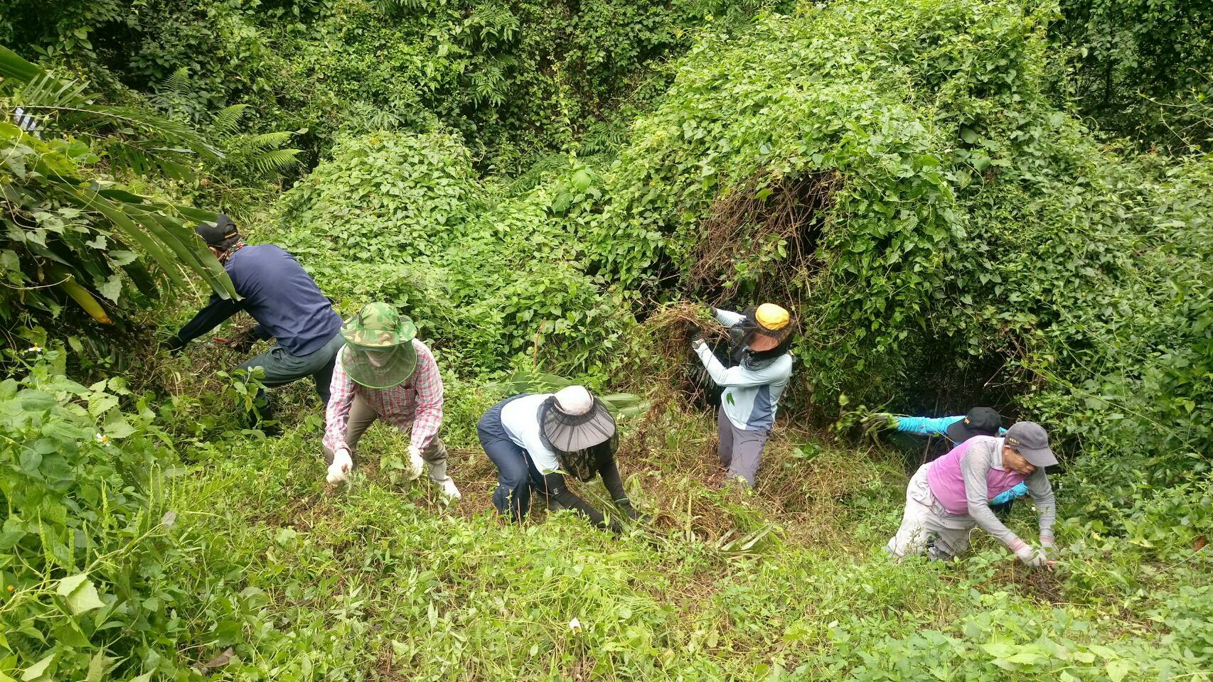 志工於陡坡上清除小花蔓澤蘭