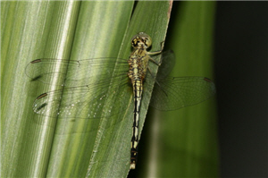 Diplacodes trivialis(侏儒蜻蜓)