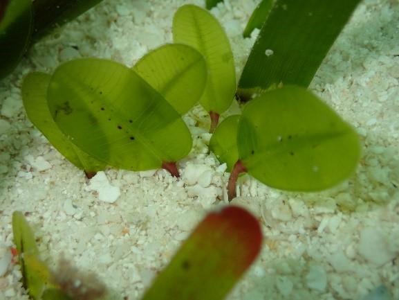 The newly found halophila decipiens seagrass<br />-halophila decipiens