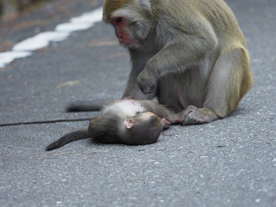 The Causes behind Roadkill Tragedies - Aberrant Animals or People?Two pictures.