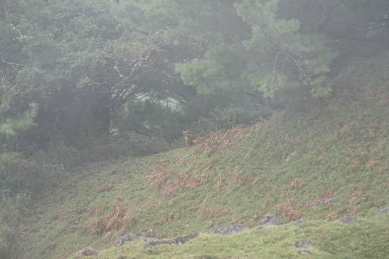 山區容易發生起霧狀況，應隨時注意天氣的變化，圖為迷霧中的小山羌