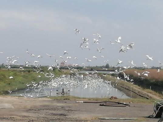 陳國忠漁民分享開放魚塭供水鳥覓食盛況