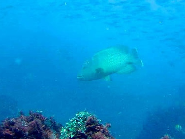 曲紋唇魚在這二年多次目擊出現在澎湖南方四島海域。(陳義雄提供)
