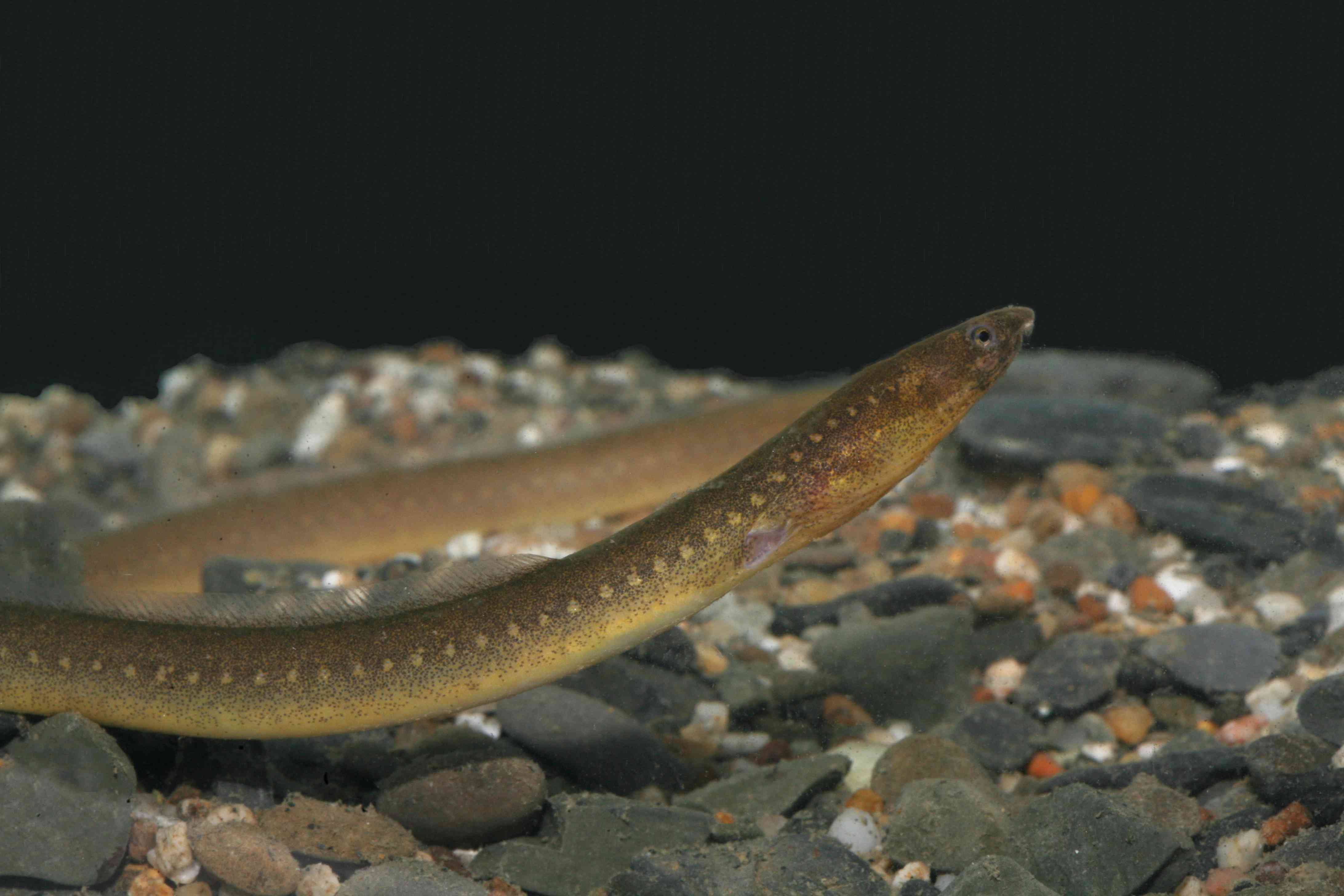Snake Eels,five pictures.