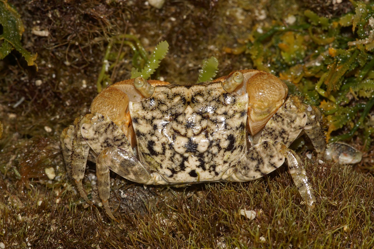 Newly Recorded Species in Taiwan-Parasesarma dumacense