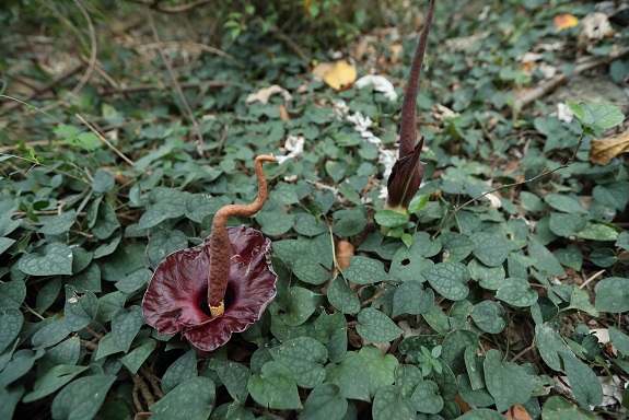 躲在森林底層的台灣魔芋