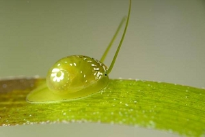 Emerald nerite – Green Jewel in seagrass