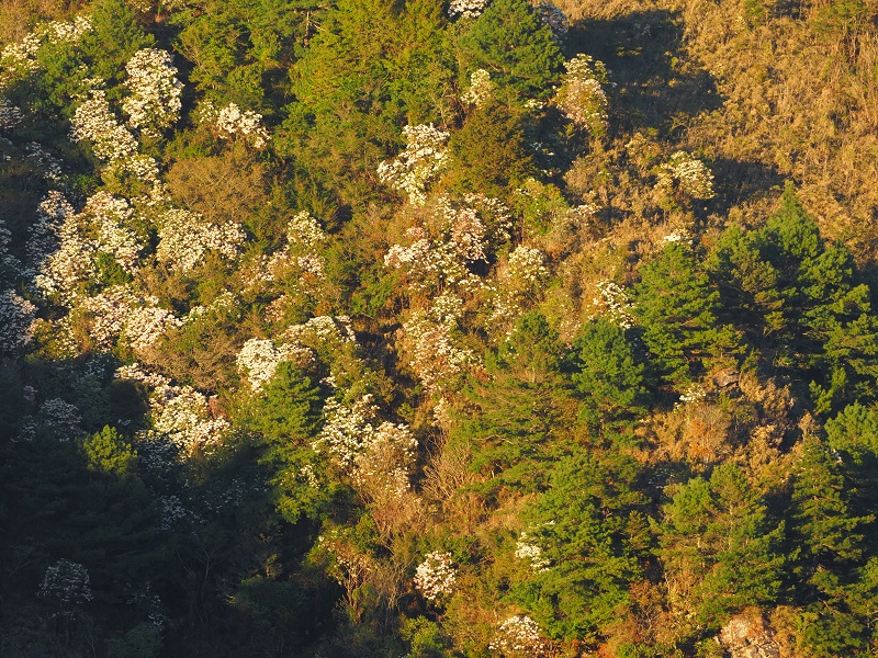 原生種杜鵑花開