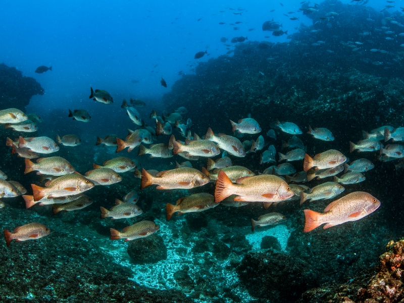 The team also observed mangrove red snapper gathering to lay eggs in the area