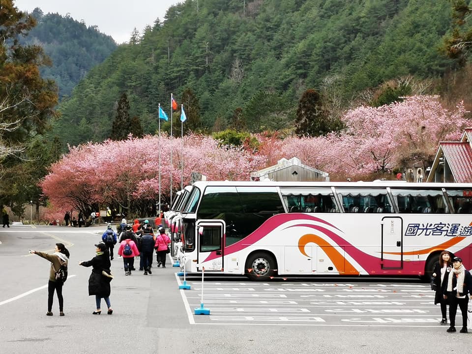 109年武陵櫻花季(109年2月拍攝)