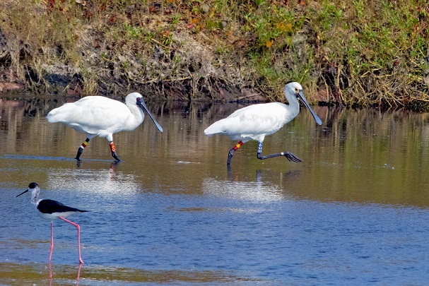Black-Faced Spoonbills from Thousands of Miles Away in Taijiang