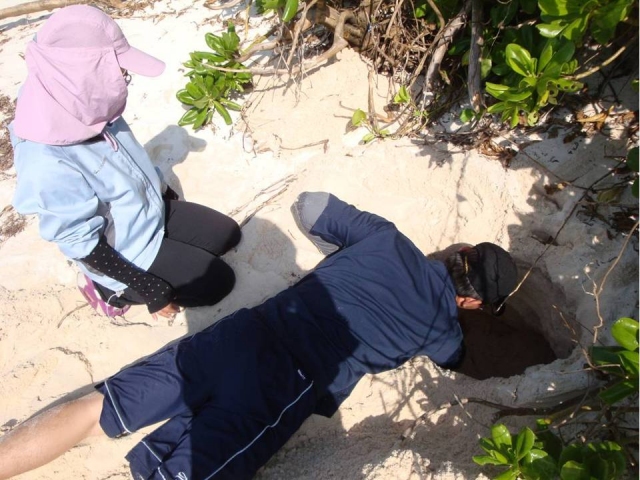 At a depth of 70cm, it was determined that there were no longer any eggs left in the nest.