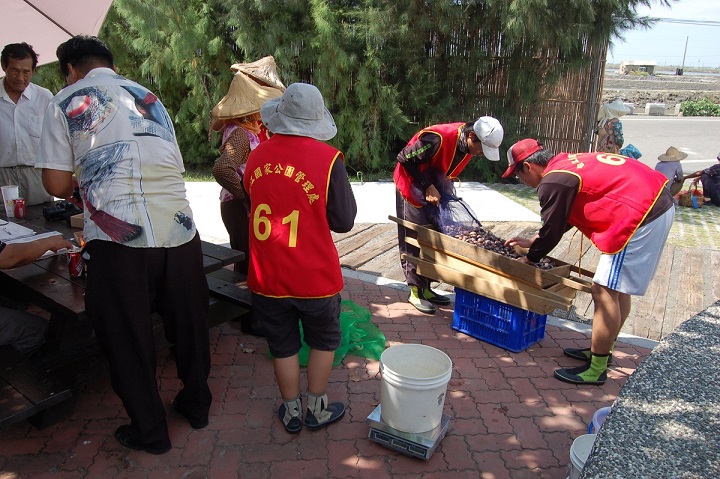 黑面琵鷺保護區在非度冬季開放當地民眾採捕貝類，延續百年來的傳統生計