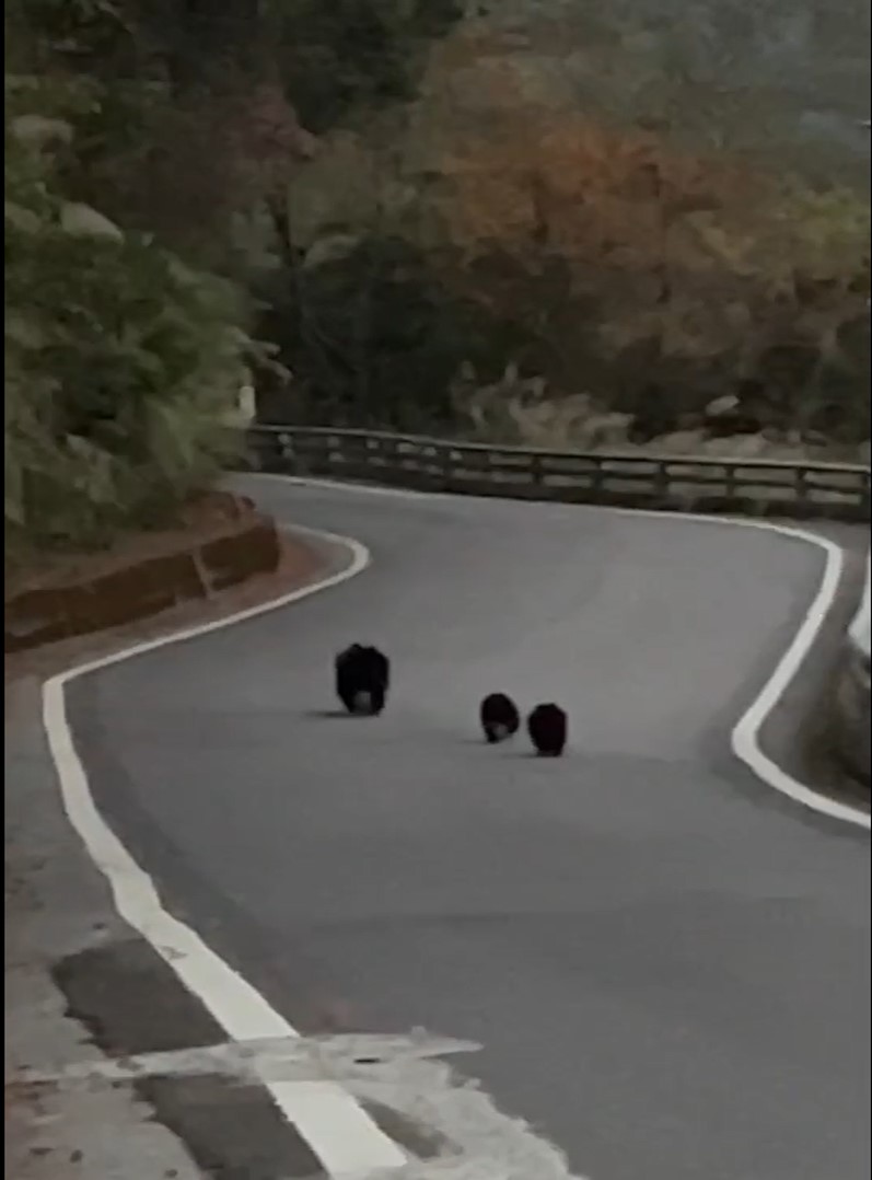 111年12月29日民眾通報南橫地區目擊黑熊出沒/民眾提供