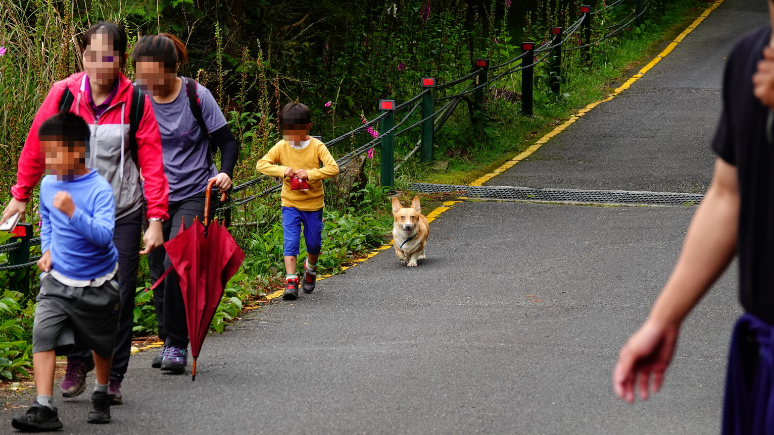 Pet owners are reminded to use a leash or other appropriate protective measures to prevent pets from getting into conflicts with wildlife or other visitors.