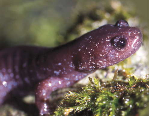 Jurassic Period （Hynobius fuca)