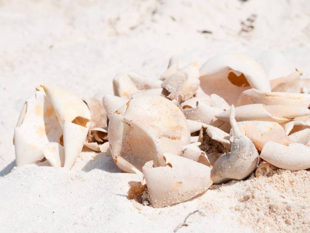 Professor Yi-Chun Cheng determined that young sea turtles have already hatched.