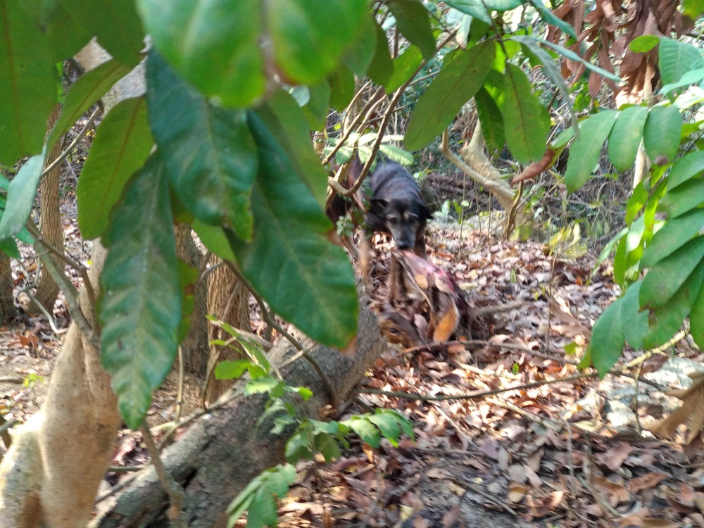 壽山雌羌遭犬隻攻擊死亡