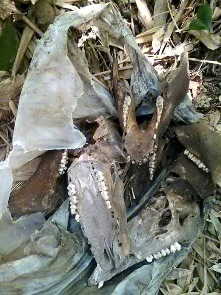 疑似梅花鹿頭骨證實為家豬頭骨