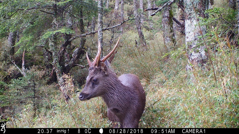 Research Shows that Formosan Sambar Deers Consume Leftovers from Hiking Activities - Taroko National Park Headquarters Asks that Hikers Must Not Leave Behind Any Food in the Mountains