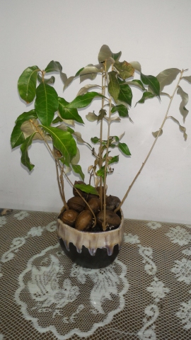 魔法綠手指-種子盆栽DIY 